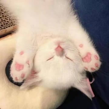 Ảnh đại diện người dùng Phương Mai